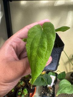 (Category: ) located in . Submitted by plant.daddy (Listing ID 1375657692, Image 1). Description: .