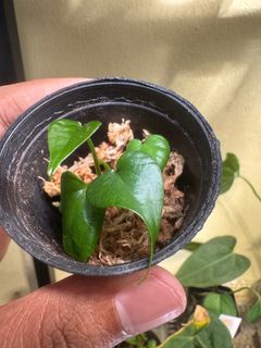 (Category: ) located in . Submitted by plant.daddy (Listing ID 1375657463, Image 1). Description: .