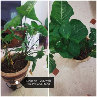 (Category: ) located in . Submitted by itsmegigo (Listing ID 1375701391, Image 1). Description: .