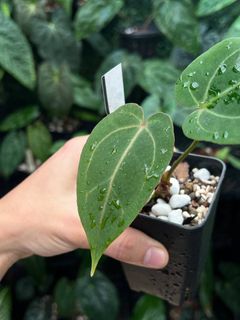 (Category: ) located in . Submitted by arfplants (Listing ID 1372519894, Image 1). Description: .