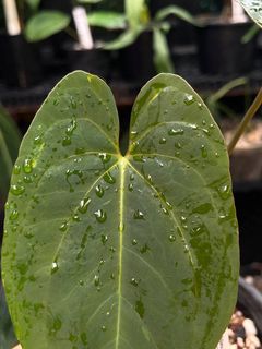 (Category: ) located in . Submitted by arfplants (Listing ID 1372520560, Image 1). Description: .
