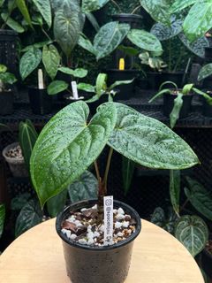 (Category: ) located in . Submitted by arfplants (Listing ID 1372519049, Image 1). Description: .