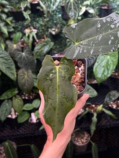 (Category: ) located in . Submitted by arfplants (Listing ID 1372519294, Image 1). Description: .