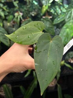 (Category: ) located in . Submitted by arfplants (Listing ID 1372519992, Image 1). Description: .