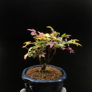 （分類：）位於 。 由 susansgarden 提交（商品編號 1232290158，圖片 1）。簡介： 。
