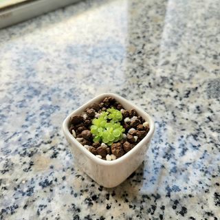 （分類：）位於 。 由 adalau2233 提交（商品編號 1375967084，圖片 1）。簡介： 。