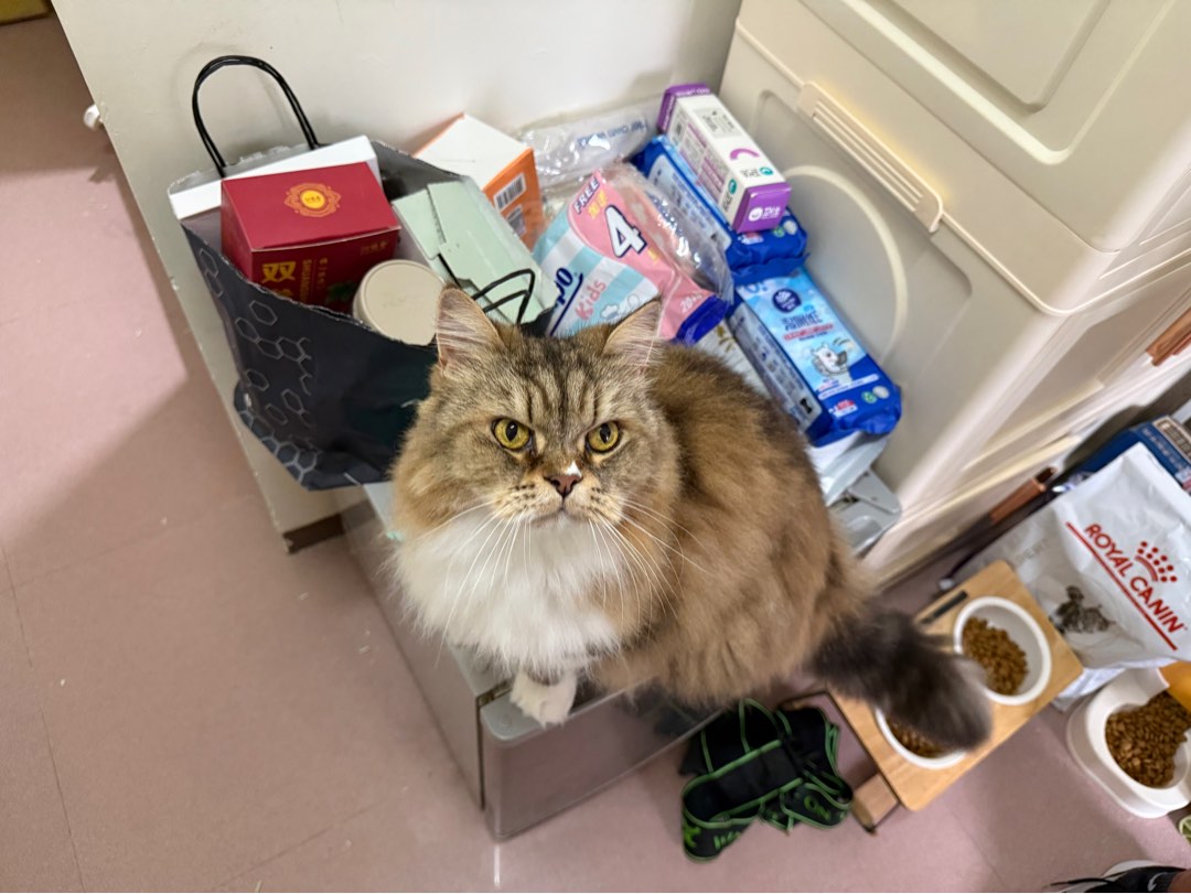 （分類：）位於 。 由 lovechillcat 提交（商品編號 1375911660，圖片 1）。簡介： 。