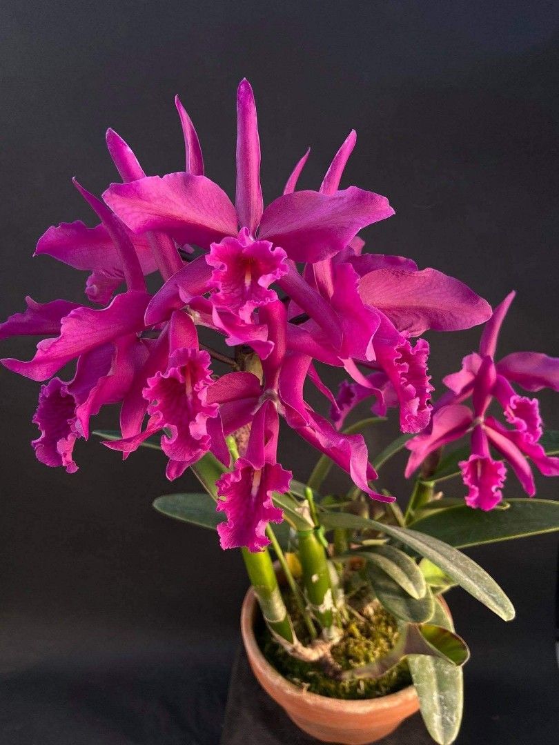 Cattleya maxima rubra 'Darth Vader' x rubra 'Zifeng', Furniture