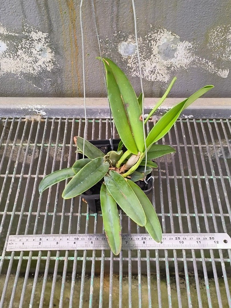 Cattleya maxima rubra 'Darth Vader' x rubra 'Zifeng', Furniture