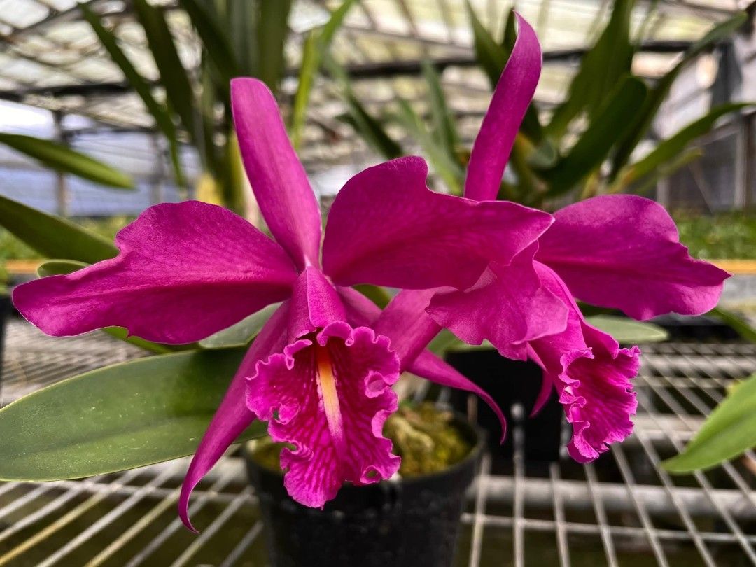 Cattleya maxima rubra 'Darth Vader' x rubra 'Zifeng', Furniture