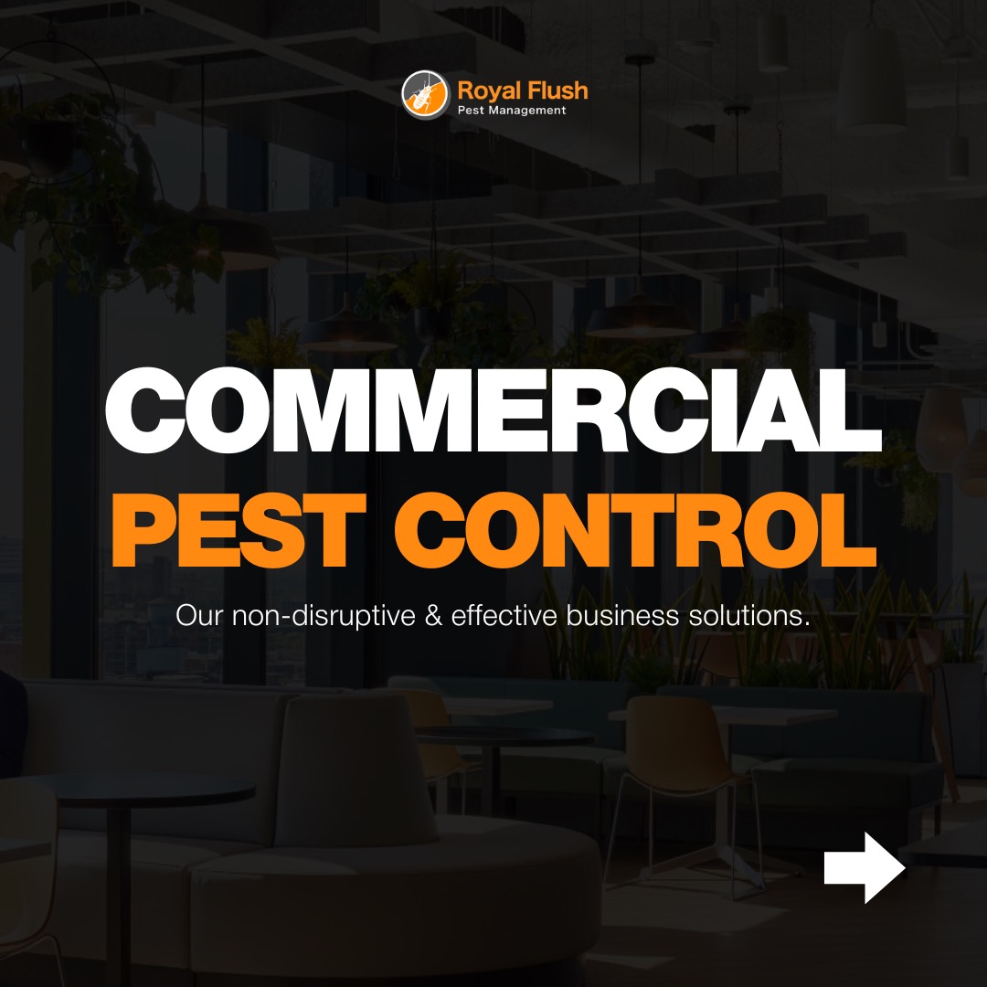 (Category: ) located in . Submitted by royalflushpestmanagement (Listing ID 1363592966, Image 1). Description: .