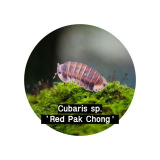 (Category: ) located in . Submitted by isopodatory (Listing ID 1376207563, Image 1). Description: .
