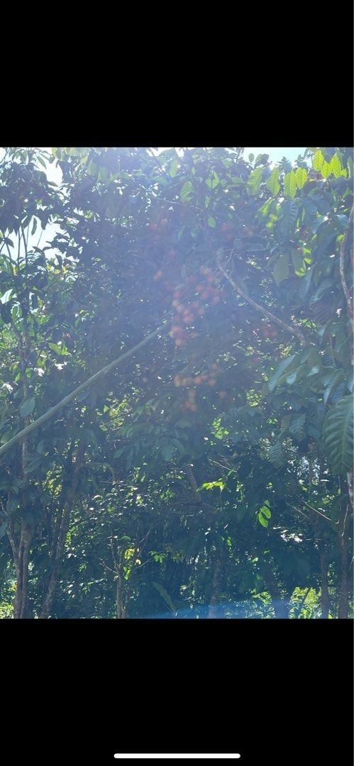 Farm lot for sale (Category: Lot) located in Manila. Submitted by ermenchita71969 (Listing ID 1376046934, Image 3). Description: 1390 sqm farm lot with lots of fruit bearing trees like rambutan, lanzones, mango, atis, coconut, guyabano & more. Accessible to all kinds of transportation. 5 minutes away from Sta. Maria municipal hall..