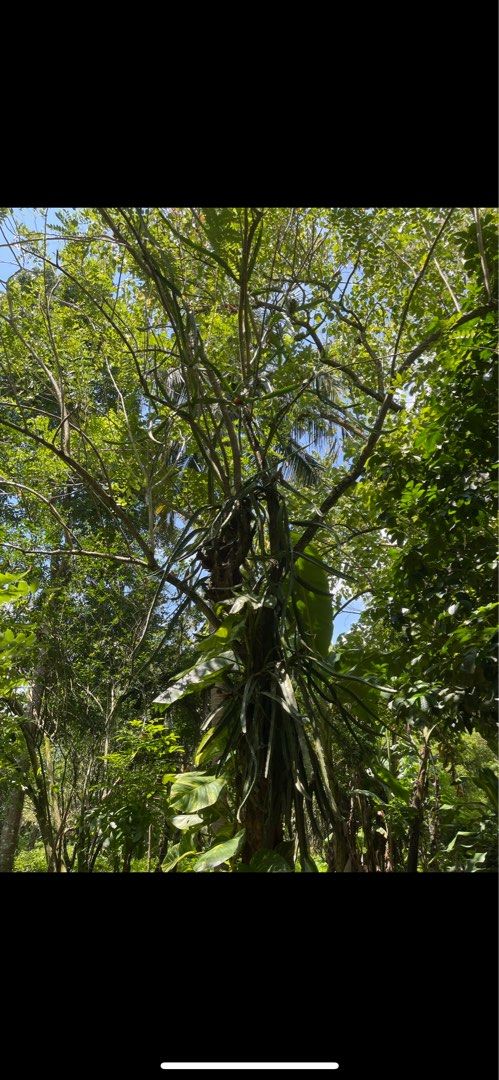 Farm lot for sale (Category: Lot) located in Manila. Submitted by ermenchita71969 (Listing ID 1376046934, Image 2). Description: 1390 sqm farm lot with lots of fruit bearing trees like rambutan, lanzones, mango, atis, coconut, guyabano & more. Accessible to all kinds of transportation. 5 minutes away from Sta. Maria municipal hall..