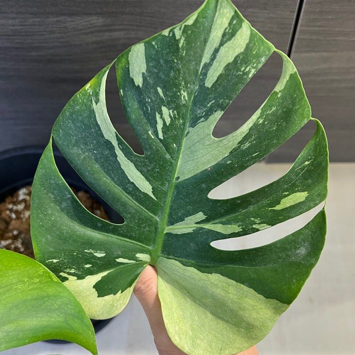 monstera adansonii kaufen Monstera Adansonii Variegata – Studio Plantes main image 0