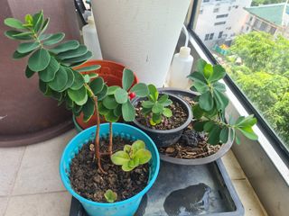 (Category: ) located in . Submitted by localmotion (Listing ID 1376058328, Image 1). Description: .