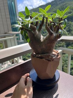 （分類：）位於 。 由 garychan222 提交（商品編號 1376244208，圖片 1）。簡介： 。