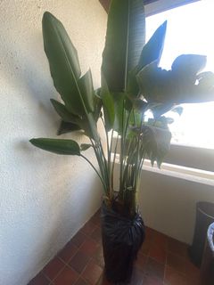 (Category: ) located in . Submitted by sabina78 (Listing ID 1376228208, Image 1). Description: .
