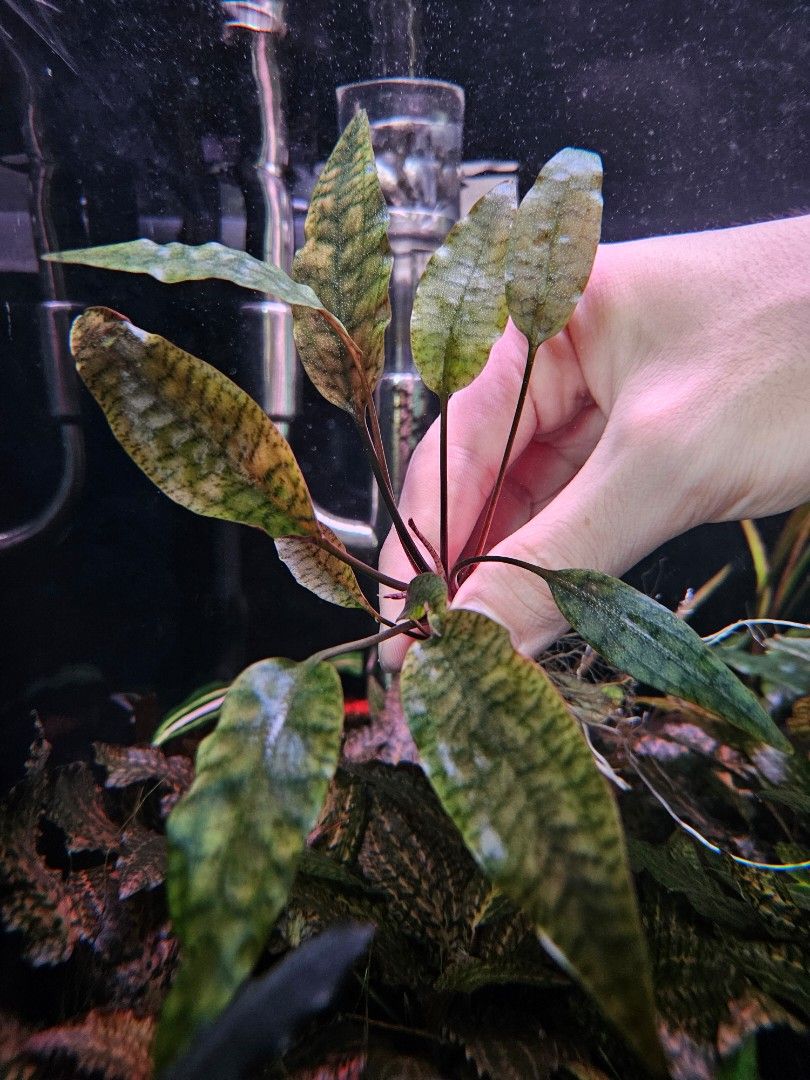 Cryptocoryne Cordata var Siamensis|crypt crypto|aquatic aquarium fresh live  plants, Furniture & Home Living, Gardening, Plants & Seeds on Carousell