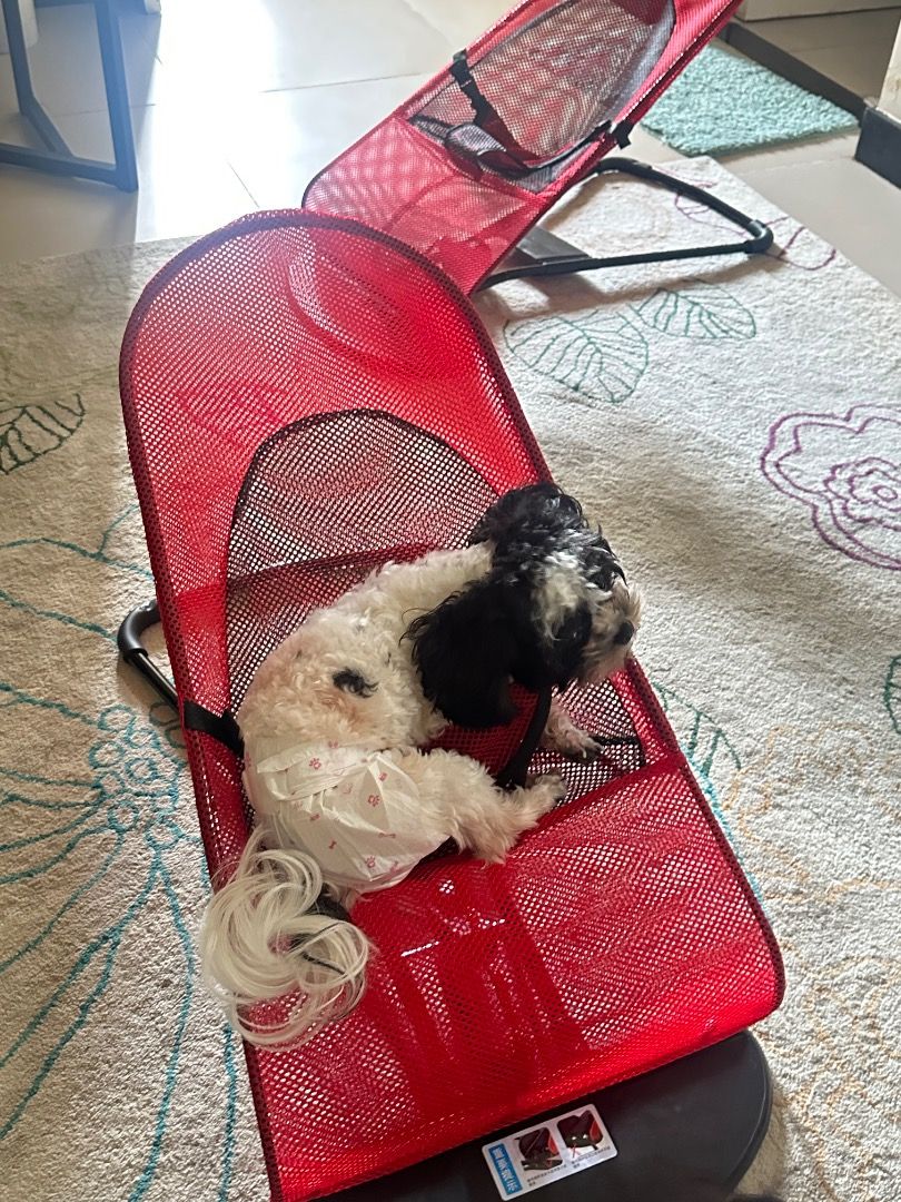 Doggy Rocking Bed (Category: Homes & Other Pet Accessories) located in Mandaluyong City. Submitted by mindfully_decluttering (Listing ID 1376307602, Image 1). Description: Bought June 21, 2025 - i checked out 2 pcs instead of 1 - for dogs and cats - i bought from Sho(pee) selling for ₱320.