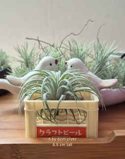 (Category: ) located in . Submitted by houseofsnakeplants (Listing ID 1376253732, Image 1). Description: .