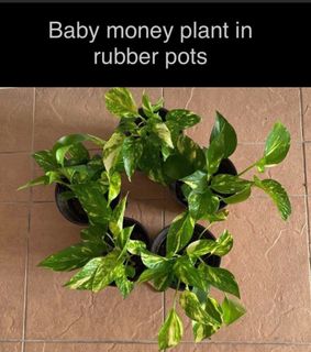 (Category: ) located in . Submitted by perfectbuy (Listing ID 1376272628, Image 1). Description: .