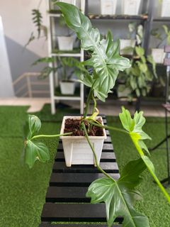 (Category: ) located in . Submitted by a1nursery (Listing ID 1376220826, Image 1). Description: .