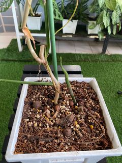 (Category: ) located in . Submitted by a1nursery (Listing ID 1376221374, Image 1). Description: .