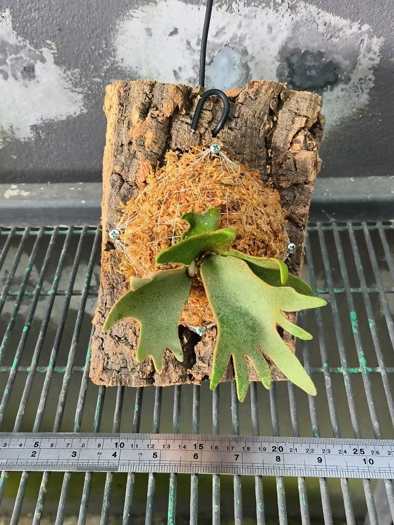 Platycerium willinckii 'Gold Boy' sporeling, Furniture & Home