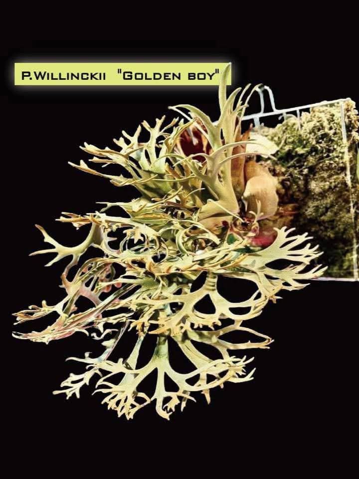 Platycerium willinckii 'Gold Boy' sporeling, Furniture & Home