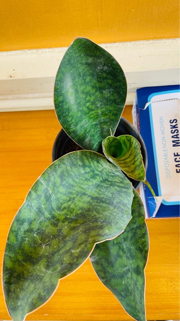 Dwarf Millionaires Sansevieria Snake Plant (Category: Plants & Seeds) located in Quezon City. Submitted by aini29 (Listing ID 1376422394, Image 2). Description: Perfect for your office table top, center table and bedroom side table.