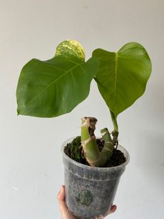 (Category: ) located in . Submitted by yellow.blue.leafing (Listing ID 1367192720, Image 1). Description: .