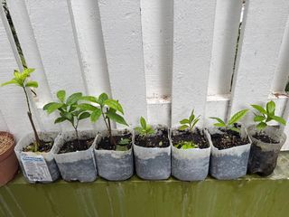 (Category: ) located in . Submitted by active_gardening (Listing ID 1321307572, Image 1). Description: .