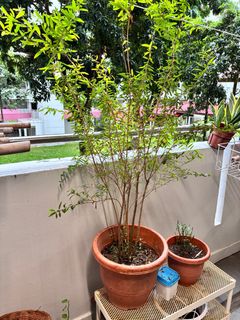 (Category: ) located in . Submitted by sandeep867 (Listing ID 1376520466, Image 1). Description: .