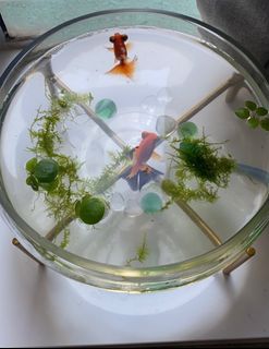 （分類：）位於 。 由 annndyyyy 提交（商品編號 1376634385，圖片 1）。簡介： 。