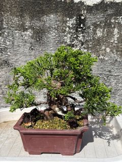 （分類：）位於 。 由 kirin569 提交（商品編號 1376704571，圖片 1）。簡介： 。