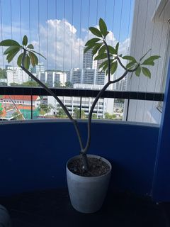 (Category: ) located in . Submitted by bari.n (Listing ID 1376638431, Image 1). Description: .