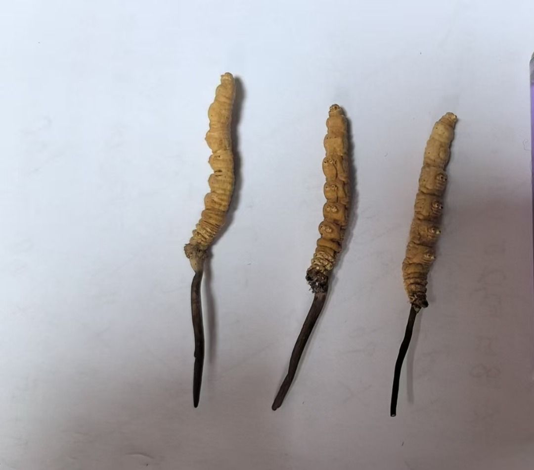 Cordyceps Premium/Grade A Tibet Wild Cordyceps Sinensis 冬虫夏草 (Category: Vitamins & Supplements) located in Singapore. Submitted by yjxxy000 (Listing ID 1376651387, Image 1). Description: 1 pieces of Cordyceps Sinensis, individually packaged in glass tubes Each Cordyceps features a distinct segmented body and a dark stalk. .