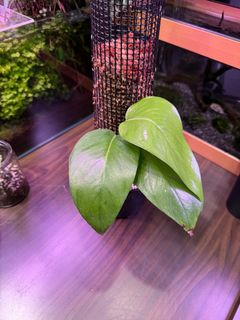 (Category: ) located in . Submitted by plantsnstuff (Listing ID 1376668068, Image 1). Description: .