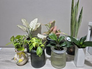 (Category: ) located in . Submitted by qqgarden (Listing ID 1376785888, Image 1). Description: .