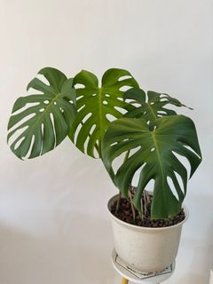 （分類：）位於 。 由 haileyx 提交（商品編號 1376647387，圖片 1）。簡介： 。