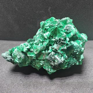 (Category: ) located in . Submitted by gl.plants (Listing ID 1376665967, Image 1). Description: .