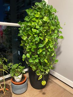 (Category: ) located in . Submitted by hellobanana123 (Listing ID 1376744318, Image 1). Description: .