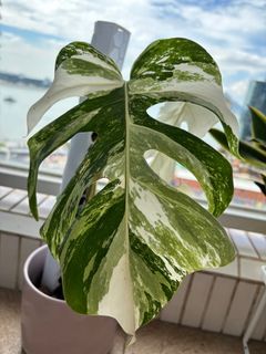（分類：）位於 。 由 kristymama 提交（商品編號 1376881934，圖片 1）。簡介： 。