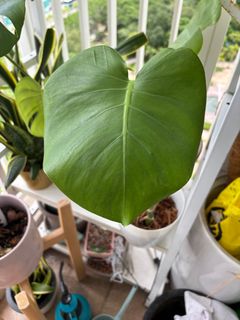 （分類：）位於 。 由 kristymama 提交（商品編號 1376883707，圖片 1）。簡介： 。