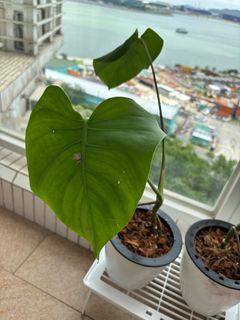 （分類：）位於 。 由 kristymama 提交（商品編號 1376882680，圖片 1）。簡介： 。