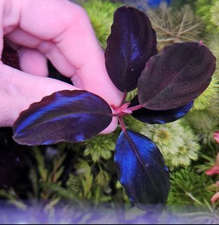 Bucephalandra sp. Violet Bolsom 小群生 Bucephalandra sp. Violet Bolsom - メルカリ