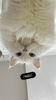 (Category: ) located in . Submitted by the_catz_nanny (Listing ID 1376895548, Image 1). Description: .