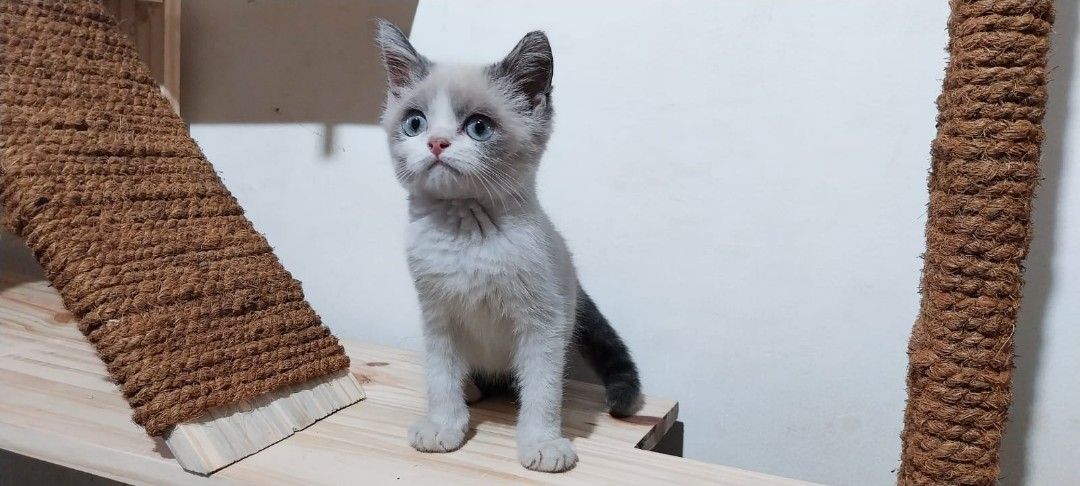 Short Hair Tabby X Ragdoll Kittens Ragdoll Kitten How To Introduce