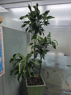 （分類：）位於 。 由 sabert00th 提交（商品編號 1376889278，圖片 1）。簡介： 。